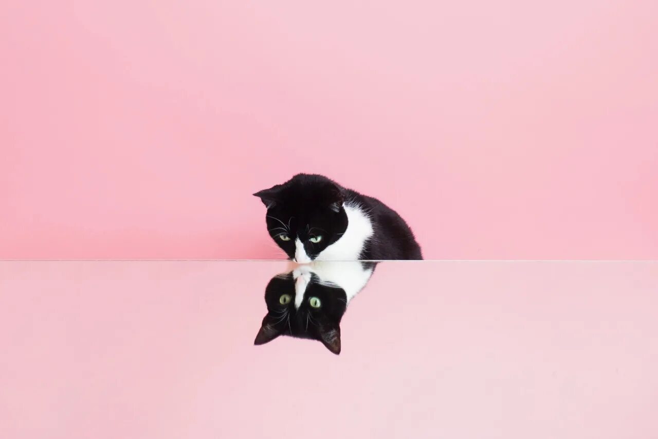 Котики милые фото на обои эстетика princesscheeto: "Wierz w siebie. ✨ " Cats, Cute cats, Cat photography