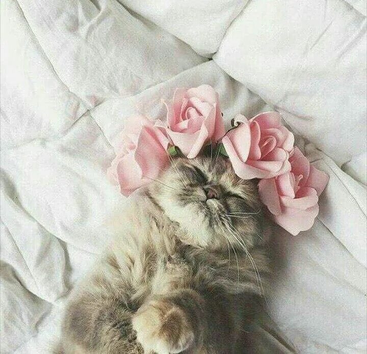Котики милые фото на обои эстетика Flores fazem um dia mais bonito de se viver Beautiful cats, Cats, Cute cats