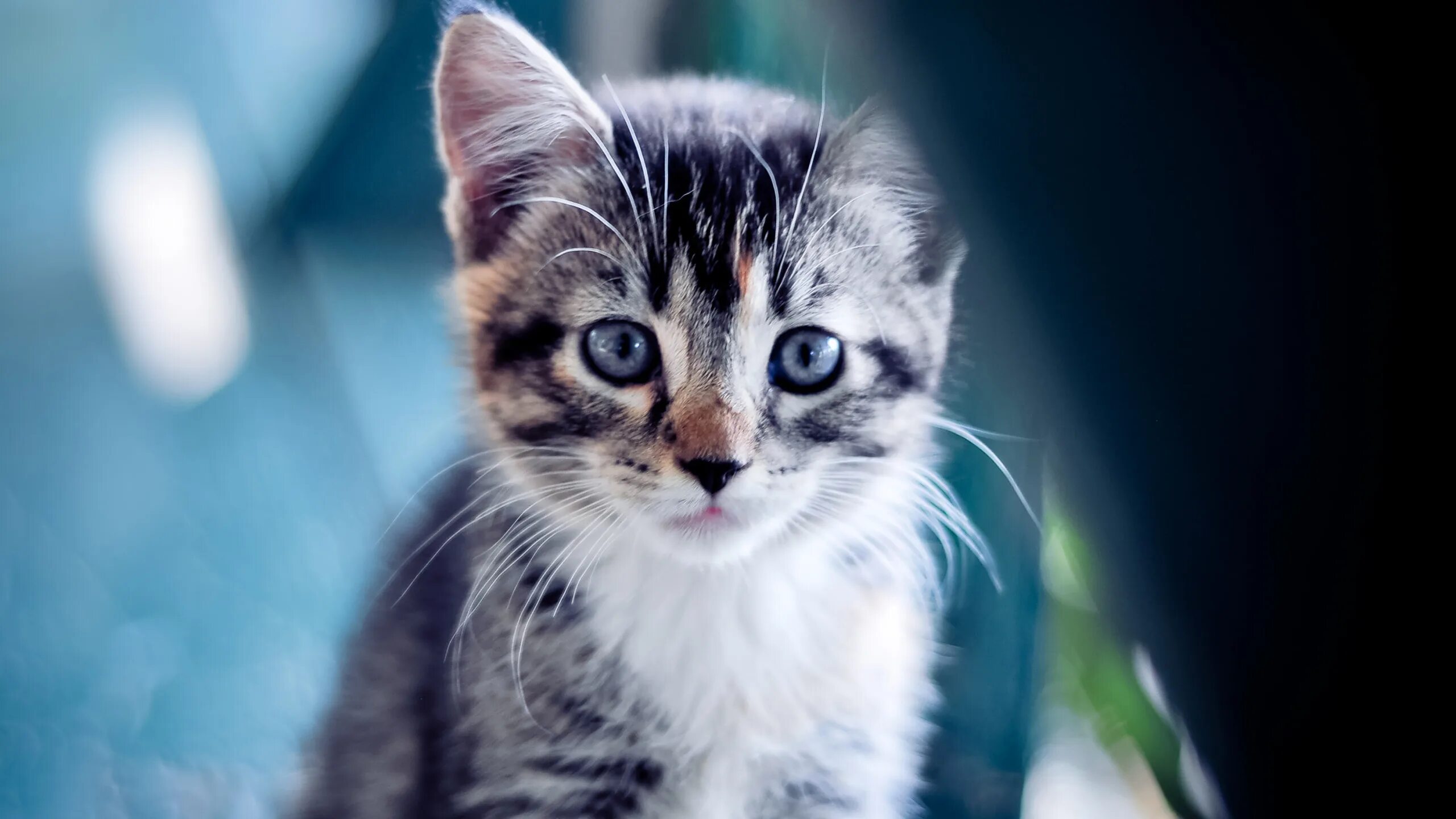 Котики милые фото на обои на телефон Скачать обои котенок, cat, kitty, раздел кошки в разрешении 2560x1440