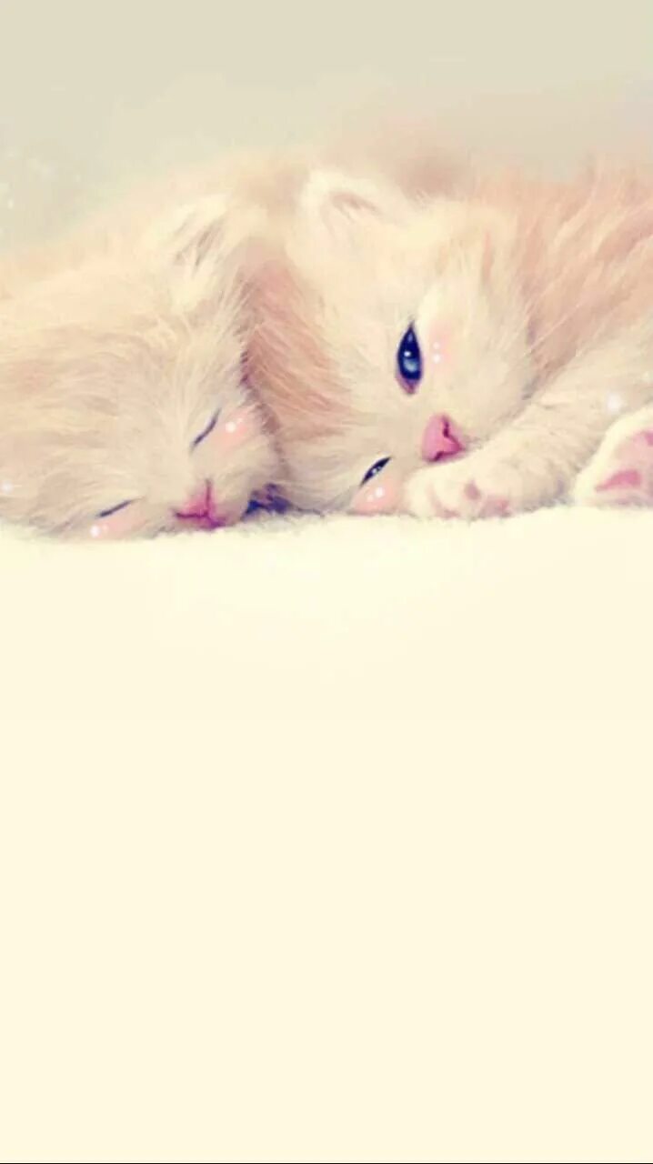 Котики милые фото на обои на телефон Pin by منوش on خلفيات Kitten wallpaper, Cute cat wallpaper, Iphone wallpaper cat