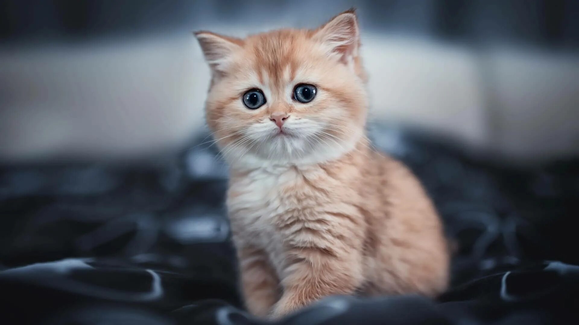 Котики милые фото на обои на телефон Download Blue-eyed Orange Aesthetic Cat Wallpaper Wallpapers.com