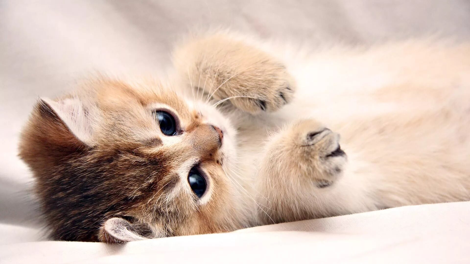 Котики милые фото на обои на телефон Cute Kitten Wallpaper