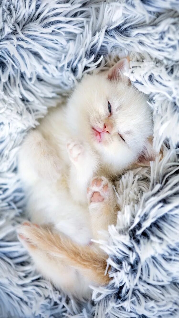Котики милые фото на обои на телефон Cutest kitten Kitten wallpaper, Kittens cutest, Cute cat wallpaper