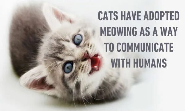 Котики милые фото на обои на телефон Facts about cats! Part 2 - Animals Cat facts, Cats, Animals