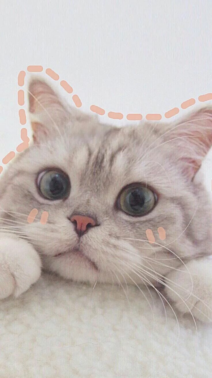 Котики милые фото на обои на телефон wallpaperpinterest.com Kittens cutest, Super cute kittens, Kitten wallpaper