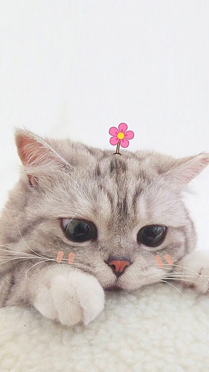 Котики милые фото на обои на телефон Dog Cat Мемы про котов, Кошачьи фотографии, Пушистые котята