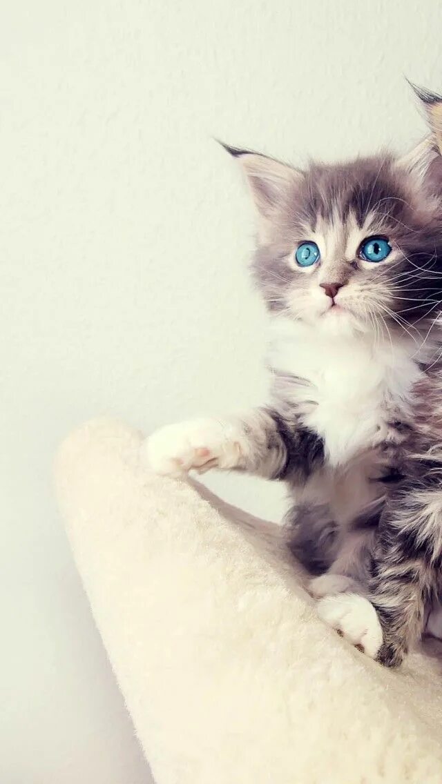Котики милые фото на обои на телефон wallpaper iphone cats Cats and kittens, Kittens, Cute cats