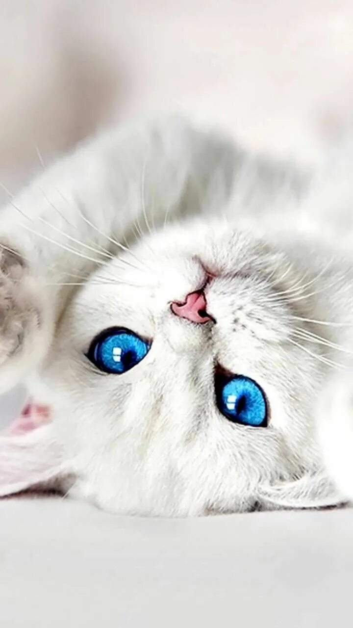 Котики милые фото на обои на телефон White kitten Gattini piccoli, Adorabili gattini, Animali carini