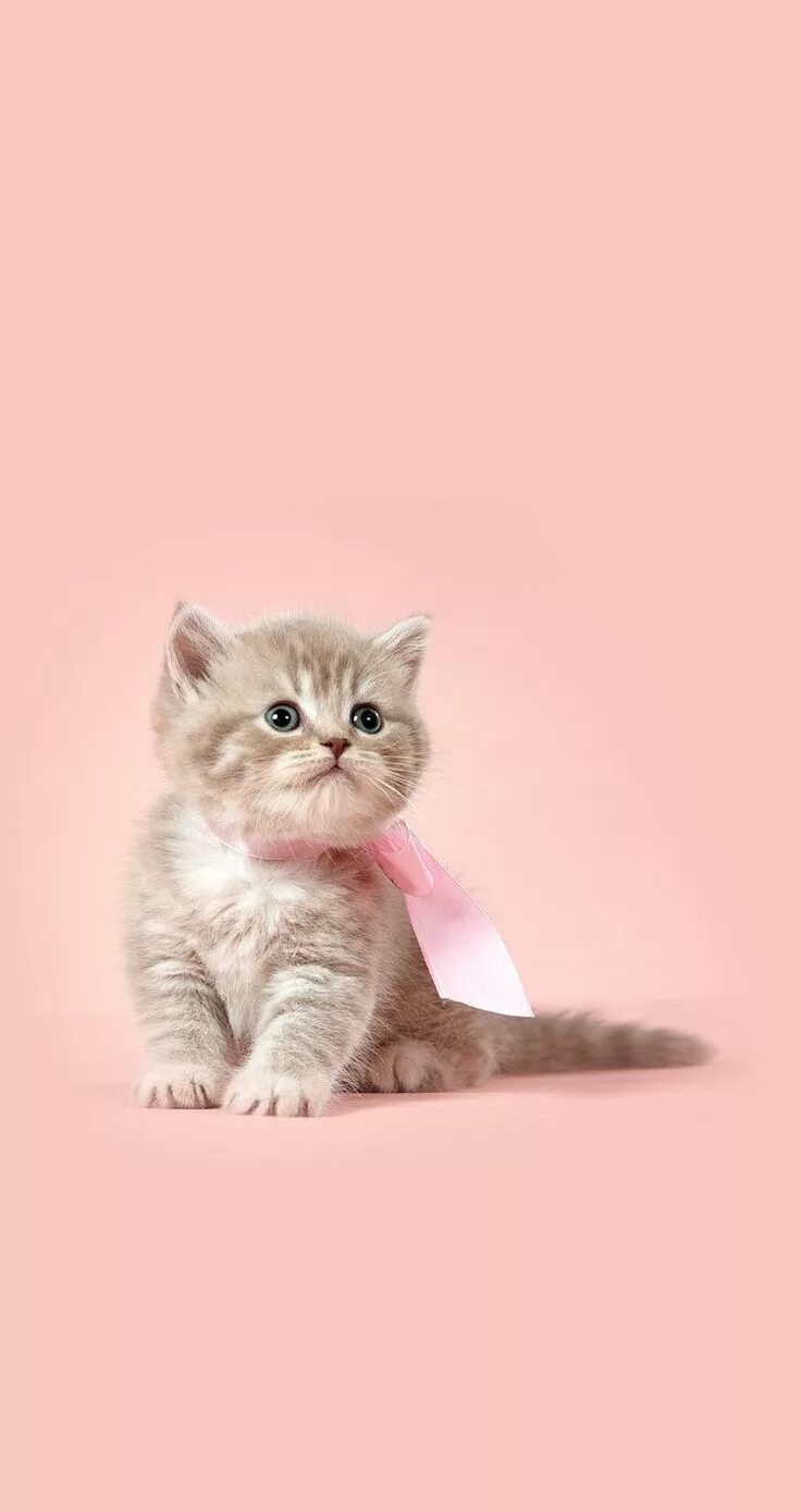 Котики милые фото на обои на телефон Pin auf Wallpapers Niedliche tiere, Tiere, Niedlich