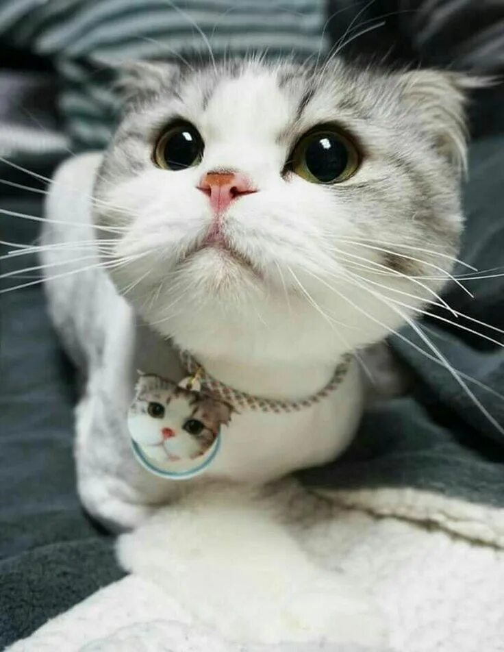 Котики милые няшные фото Ghim trên Lustige Tiere Mèo đẹp, Gấu trúc con, Động vật