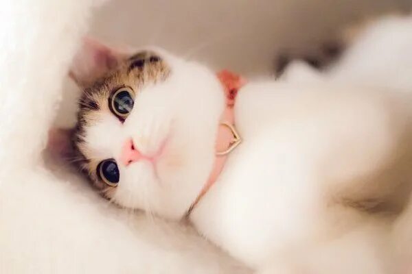 Котики милые няшные фото Прелесть!