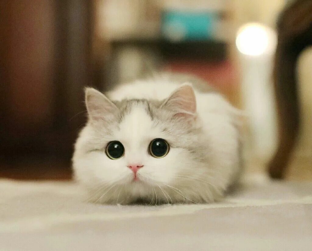 Котики милые няшные фото Pin on Cats Baby cats, Cute cats, Cute baby cats