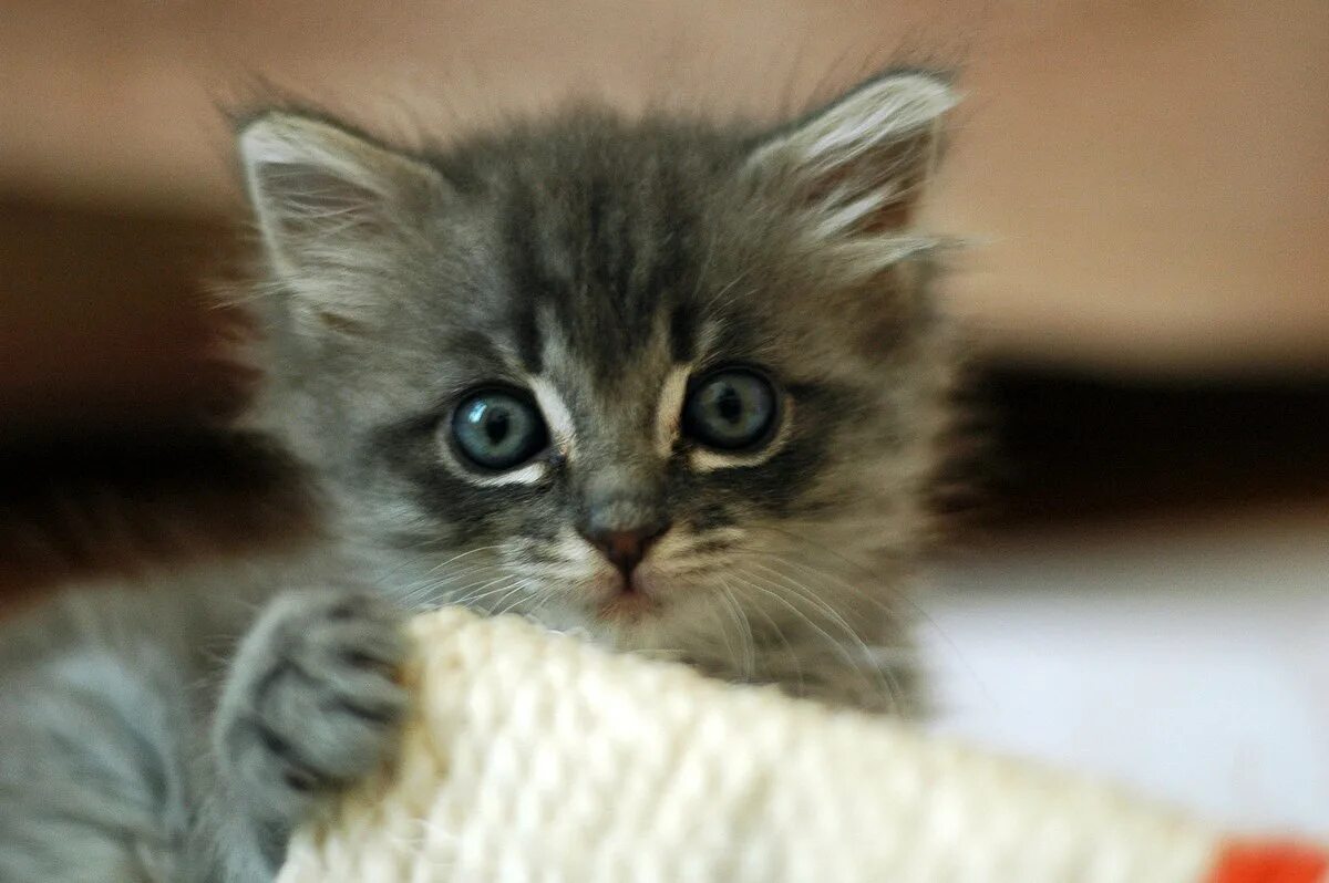 Котики милые няшные фото Файл:Cute grey kitten.jpg - Вікіпедія