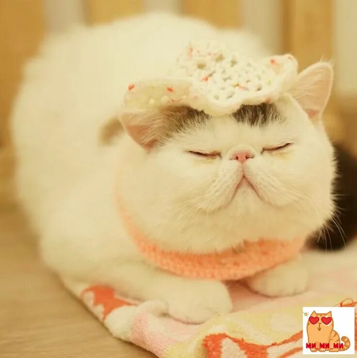 Котики милые няшные фото Самые "няшные" котики-милашки Милые котики, Животные, Кот