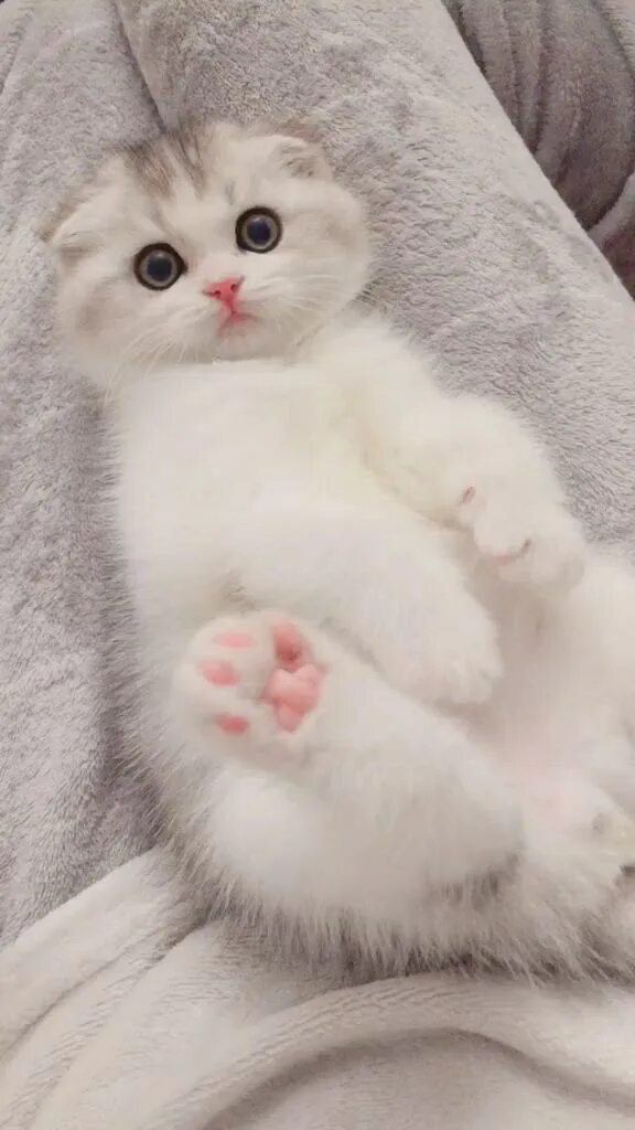 Котики милые няшные фото Идеи на тему "Милые котики" (16) милые котики, смешные котята, смешные фотографи