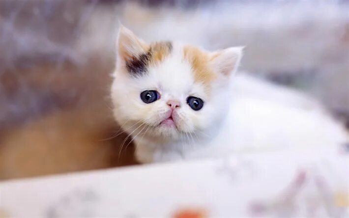 Котики милые няшные маленькие фото Download wallpapers Exotic Shorthair cat, small white kitten, cute animals, whit