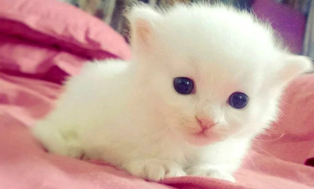 Котики милые няшные маленькие фото cute baby animals Котята, Животные, Милые животные