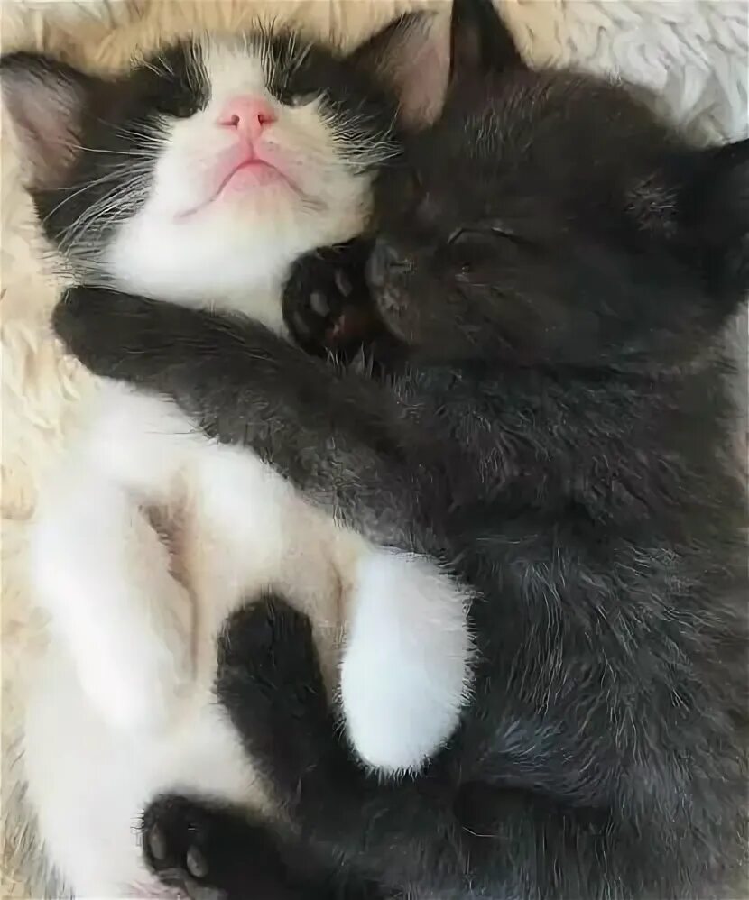 Котики милые обнимаются фото Pin by Branagh Bel on Animales Cat cuddle, Cat hug, Cute baby cats