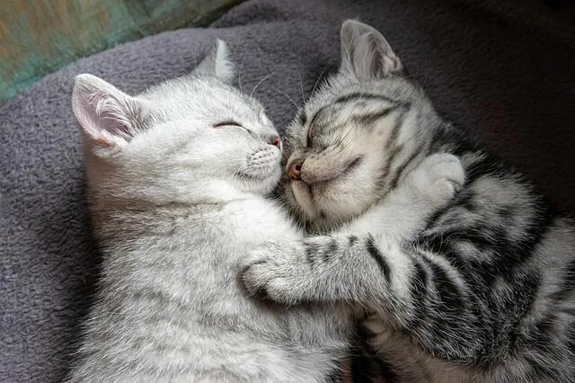 Котики милые обнимаются фото Cats Cat Kitten Domestic - Free photo on Pixabay Sleeping kitten, Cats and kitte