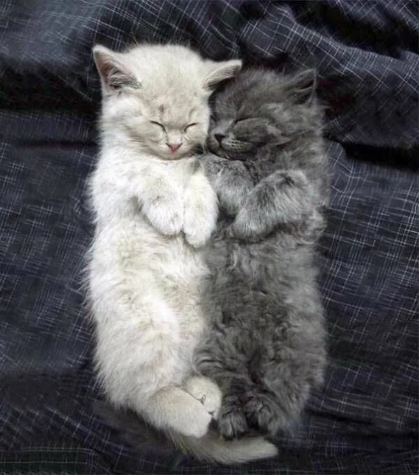 Котики милые обнимаются фото A Bunch of Adorable Fluffy Cats Baby cats, Cute cats, Baby animals