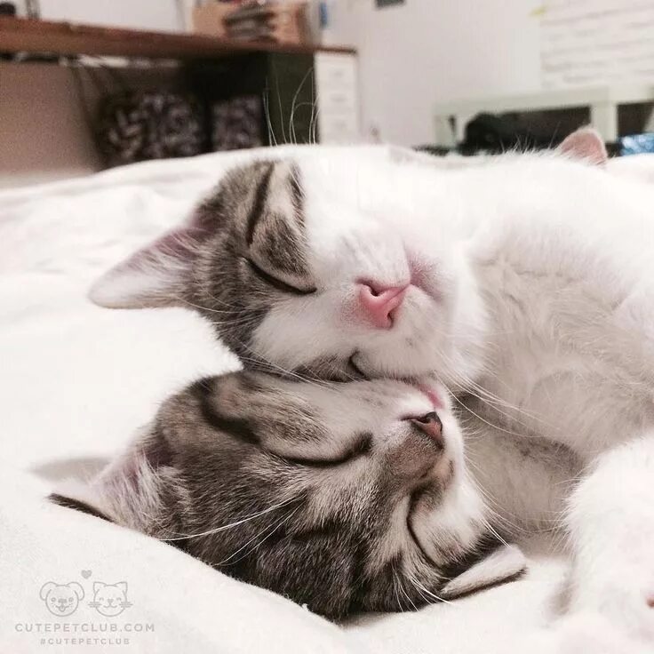 Котики милые обнимаются фото From @fosterkittenbedroom: "They are the sweetest and fall asleep in the strange