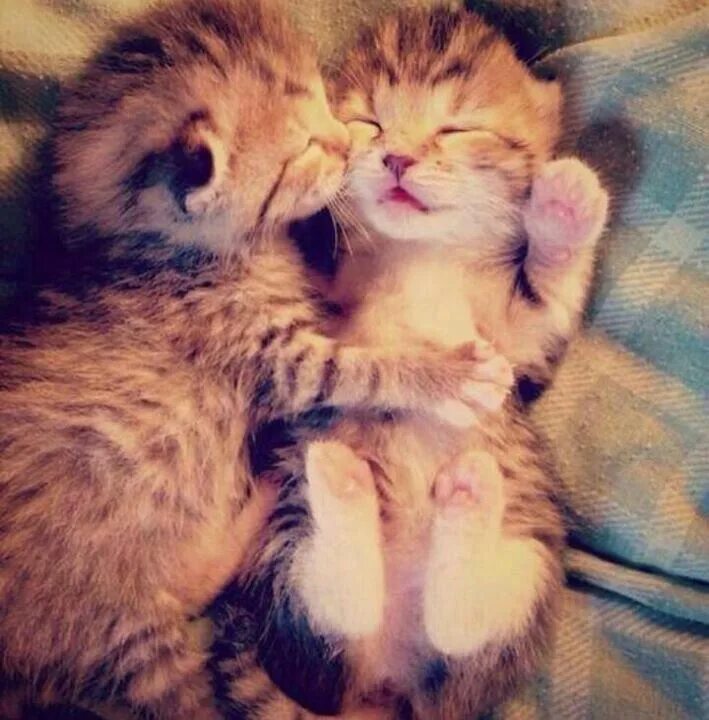 Котики милые обнимаются фото Kissing kittens. Kitten cuddle, Cute animals, Kittens cutest