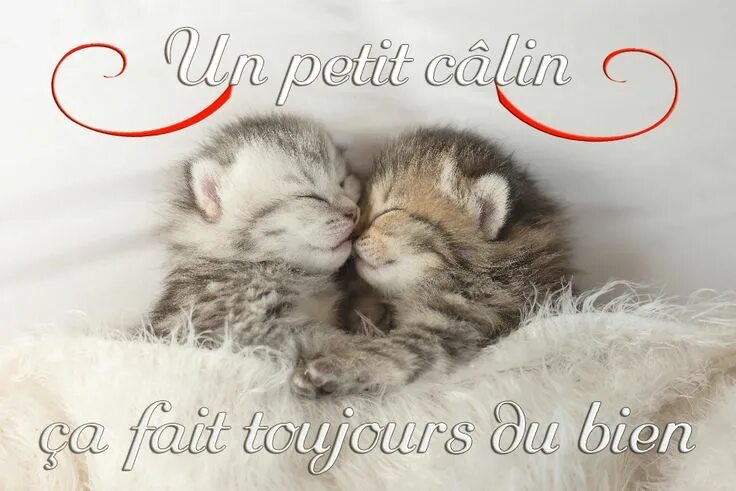 Котики милые обнимаются фото Cartes virtuelles bisous - Joliecarte Kittens cutest baby, Cute cartoon animals,