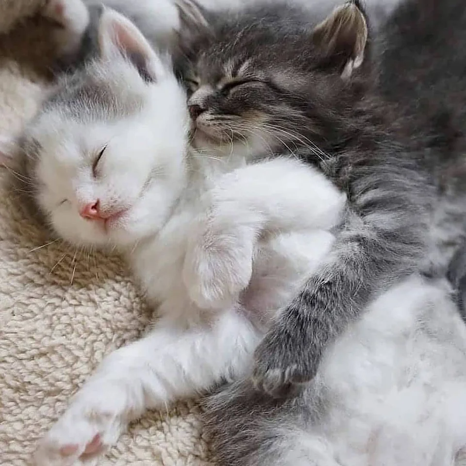 Котики милые обнимаются фото cute cats and kittens in 2022 Baby cats, Cats, Cute cats and kittens