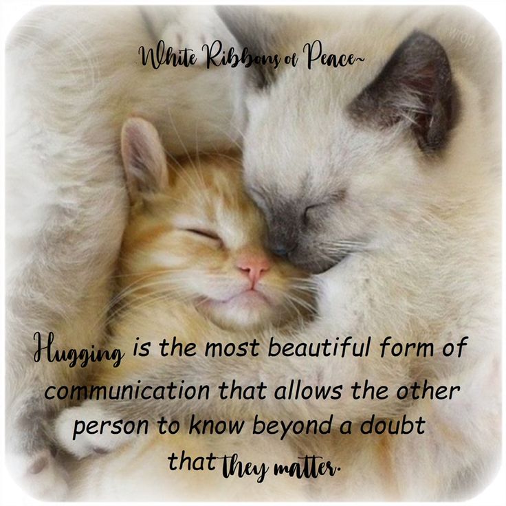 Котики милые обнимаются фото Pin on Caring in Joy and Sadness.