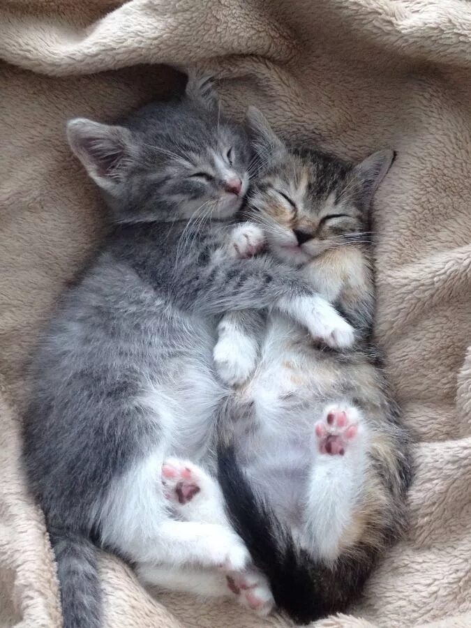 Котики милые обнимаются фото I Catch My Foster Kittens Cuddling Every Morning Милые котики, Очаровательные ко