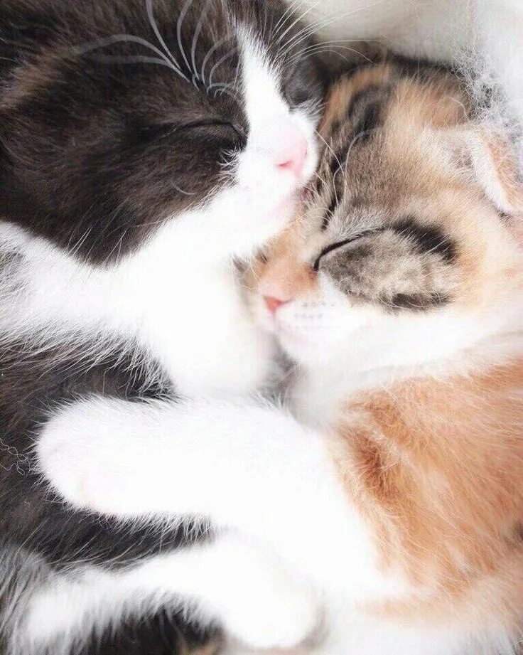 Котики милые обнимаются фото Épinglé par Bahar sur googoolia ❤