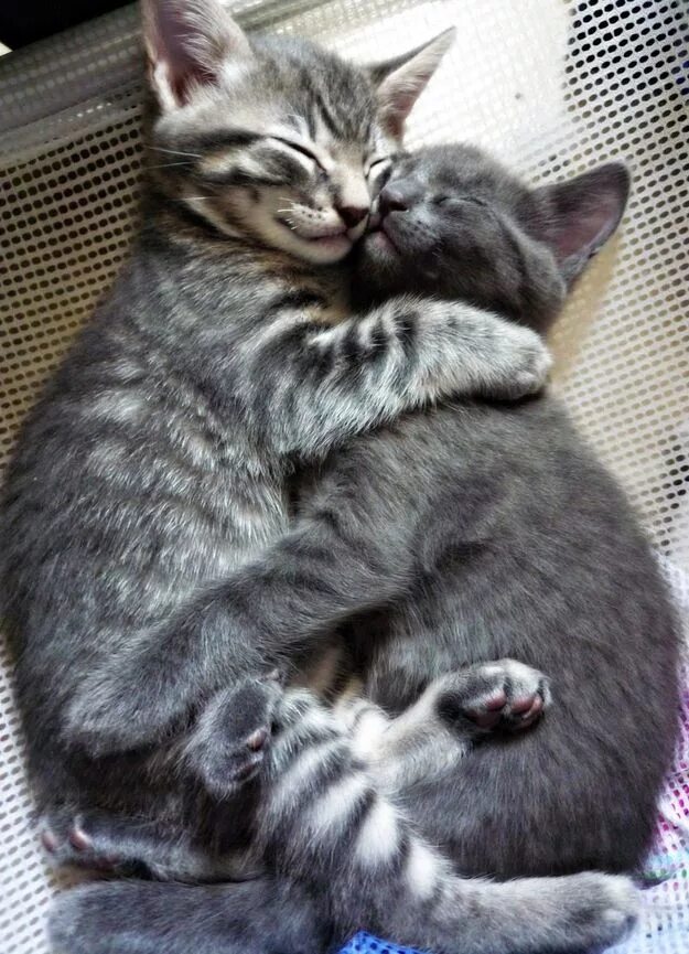 Котики милые обнимаются фото Forever Hug Kittens cutest, Cute cats, Baby animals