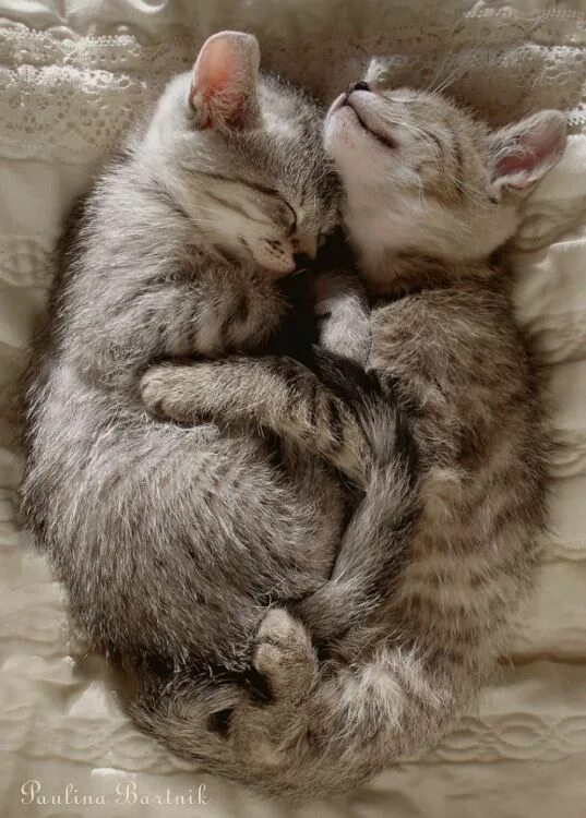 Котики милые обнимаются фото Mete Demircioğlu adlı kullanıcının Animalia panosundaki Pin Kediler ve yavruları
