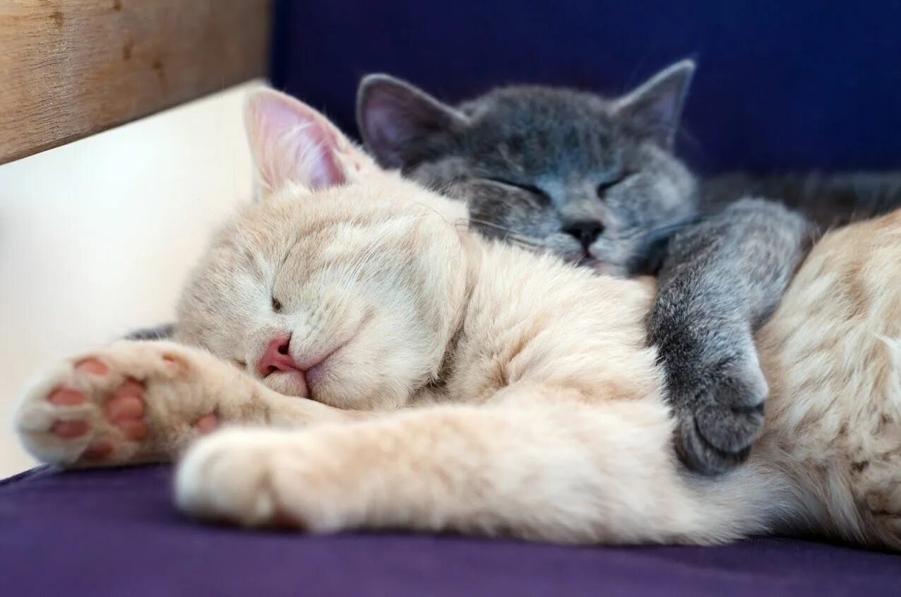 Котики милые обнимаются фото Carpet Cleaning Carpeting NJ Tel: 888-573-7230 www.CarpetingNJ.com Hug your cat 