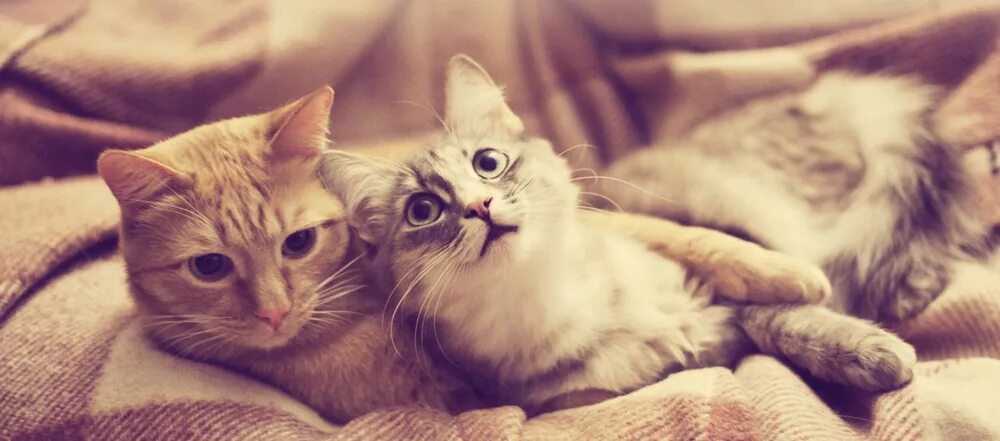 Котики милые обнимаются фото Интересы - Страница #3