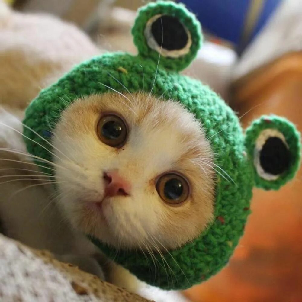 Котики милые в шапках фото Кошка шляпа - купить с доставкой по выгодным ценам в интернет-магазине OZON (160