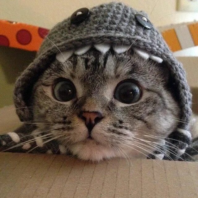 Котики милые в шапках фото Pin em Mininos