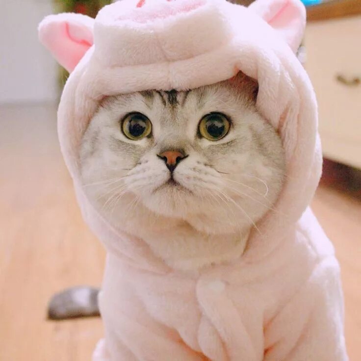 Котики милые в шапках фото Ghim của Pee Heo trên Cutee Cute kittens, Động vật vui nhộn, Meme về mèo