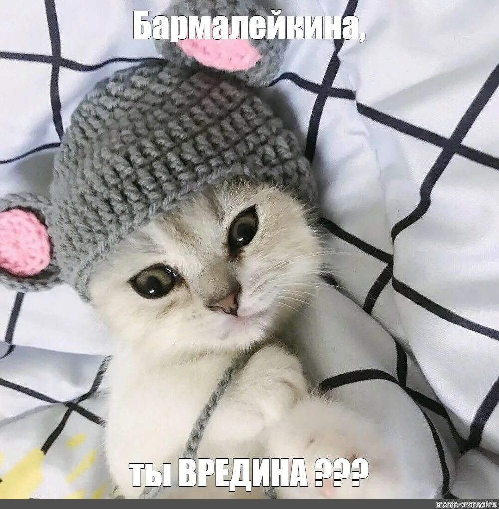 Котики милые в шапках фото Meme: "Бармалейкина, ты ВРЕДИНА ???" - All Templates - Meme-arsenal.com