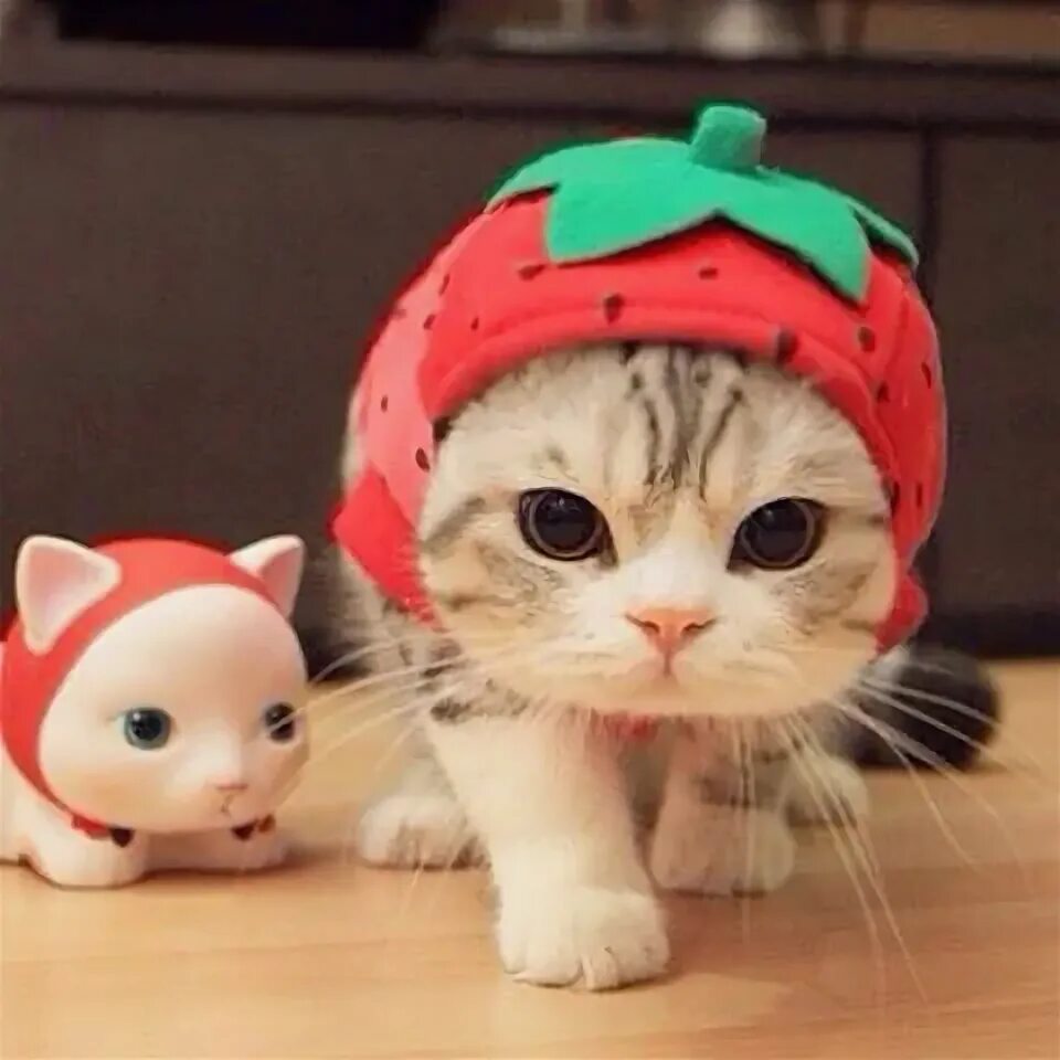 Котики милые в шапках фото The 20 Best Cats in Costumes on Social Media On Air with Ryan Seacrest Baby cats