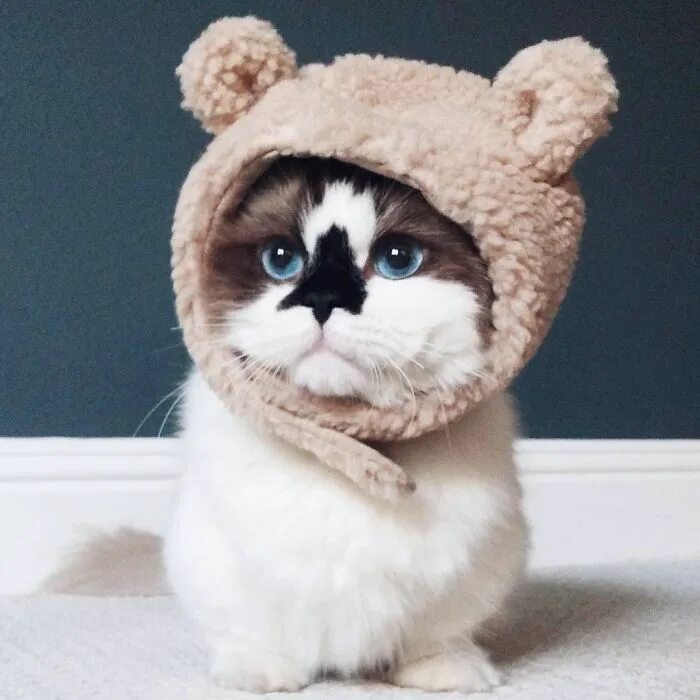 Котики милые в шапках фото Meet Albert, The Cutest Munchkin Cat With Unique "Skull" Nose And 450,000 Follow