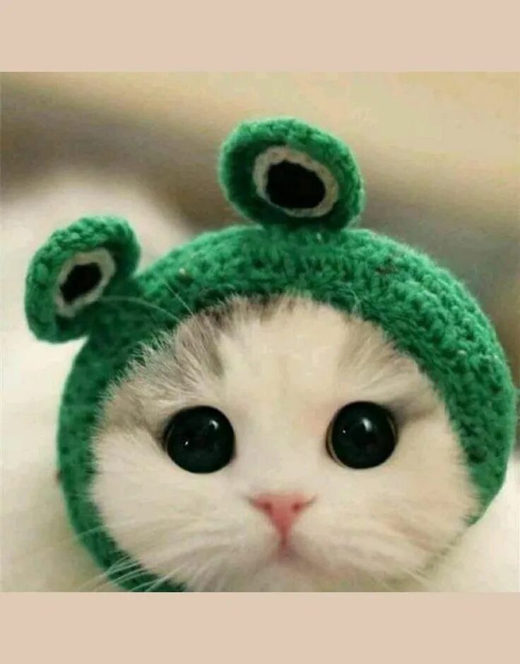 Котики милые в шапках фото Maria Elvira Savella adlı kullanıcının Gatos panosundaki Pin, 2023 Sevimli yavru