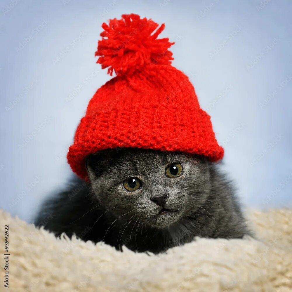 Котики милые в шапках фото kitten in a red hat фотография Stock Adobe Stock