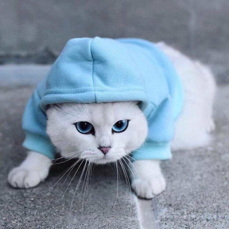 Котики милые в шапках фото Пин от пользователя Juli на доске Животные Животные