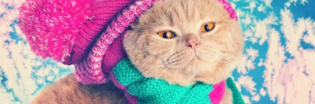 Котики милые в шапках фото вяжем с Жанной. Смотрите видео онлайн, бесплатно