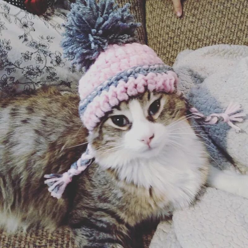 Котики милые в шапках фото 25+ очаровательных котиков в шапках для поднятия настроения