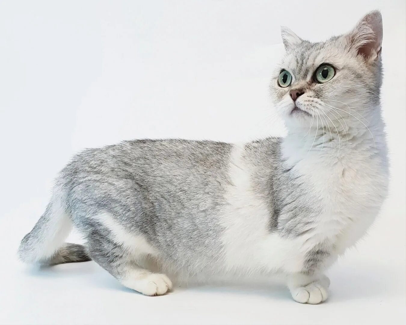 Котики на коротких лапках порода фото Манчкин
