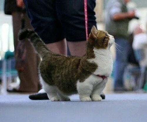 Котики на коротких лапках порода фото Pin by helga sanchez on gatubelos Munchkin cat, Wtf fun facts, Cat call