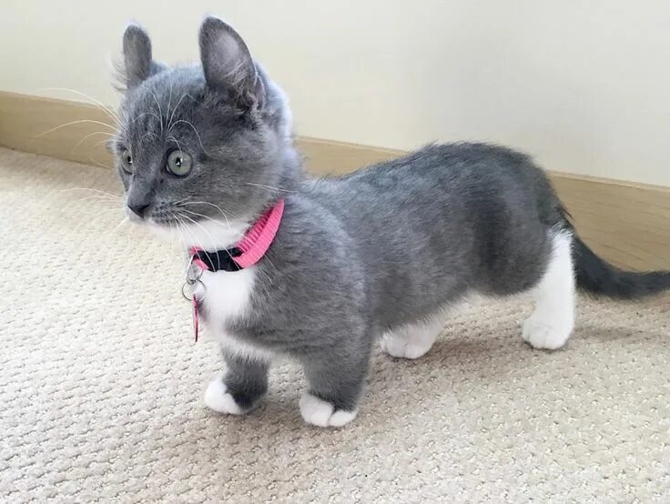 Котики на коротких лапках порода фото Serpil Arabacı adlı kullanıcının The dress panosundaki Pin Kediler ve yavruları