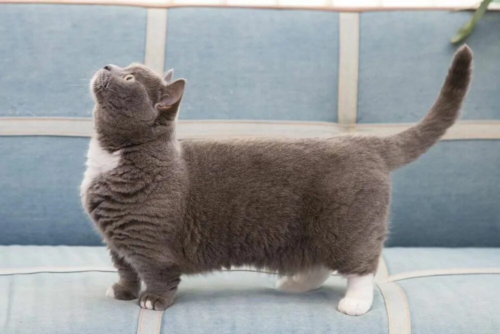 Котики на коротких лапках порода фото Манчкин - Грация на четырех коротких ножках * Purrlore